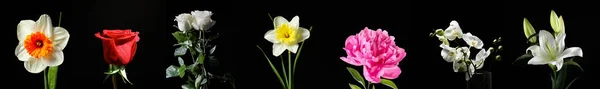 Koyu Arkaplanda Bir Demet Taze Çiçek — Stok fotoğraf