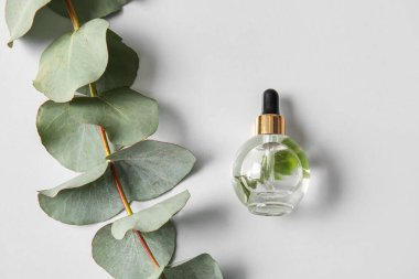 Beyaz arka planda bir şişe doğal serum ve okaliptüs dalı.