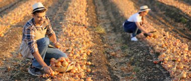 Genç çiftçiler tarlada soğan topluyor.