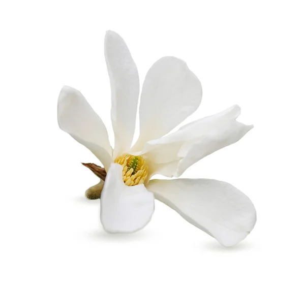 Gyönyörű Magnólia Virág Elszigetelt Fehér — Stock Fotó