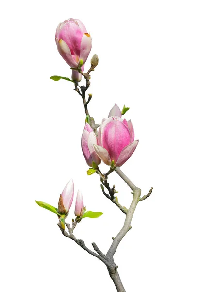 Zweig Eines Magnolienbaums Mit Rosa Knospen Isoliert Auf Weiß — Stockfoto