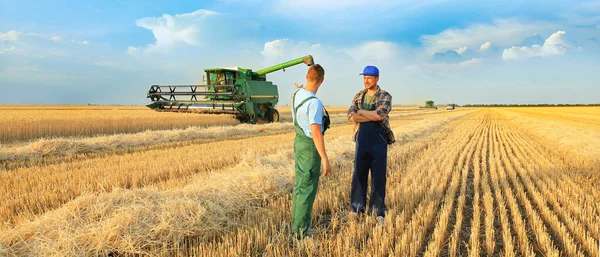 Buğday Tarlasında Çalışan Erkek Çiftçiler — Stok fotoğraf