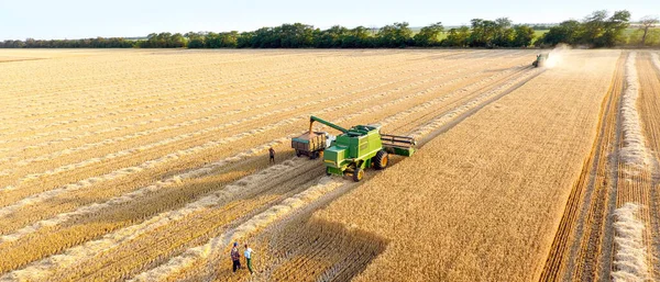 Harvesting Wheat Summer Day — Stock Photo, Image