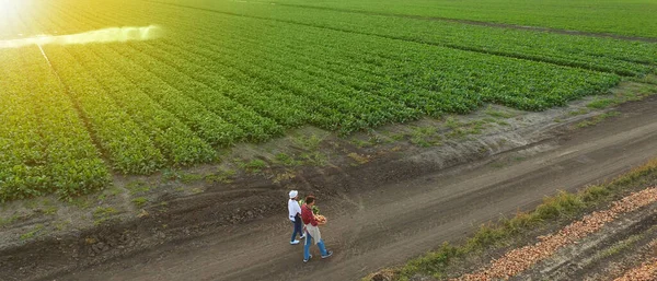 Farmers Crop Field — Stock Photo, Image