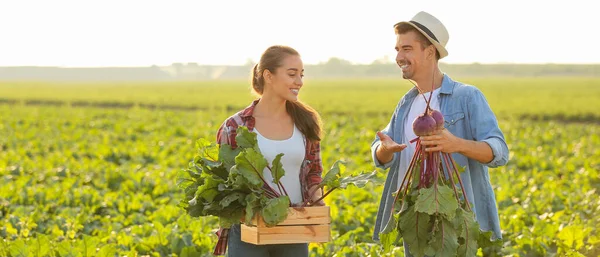 Young Farmers Harvest Beetroots Field — Stock Photo, Image