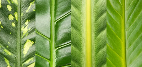 Collage Green Tropical Leaves Closeup — Stock Photo, Image