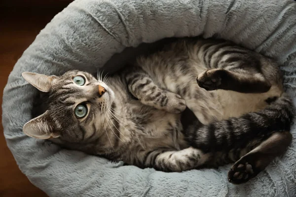 Смішний Смугастий Кіт Лежить Ліжку Домашніх Тварин — стокове фото