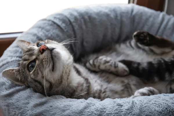 Gato Listrado Engraçado Deitado Cama Estimação — Fotografia de Stock