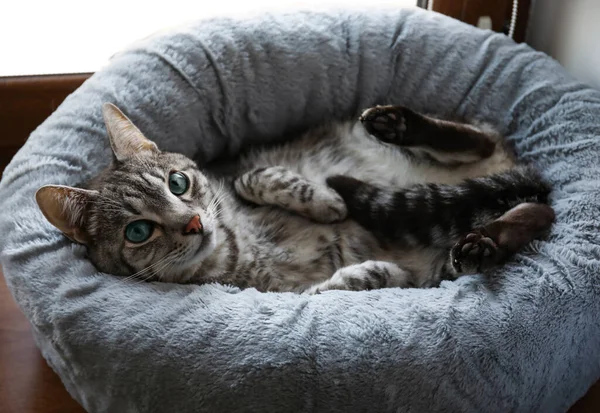 Gato Listrado Engraçado Deitado Cama Estimação — Fotografia de Stock