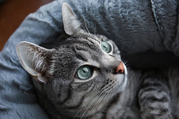 Grappig Gestreepte Kat Liggend Huisdier Bed Close — Stockfoto