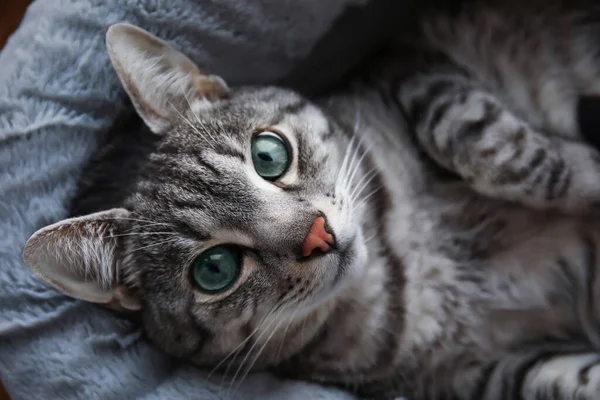 Vtipná Pruhovaná Kočka Ležící Posteli Detailní Záběr — Stock fotografie