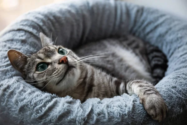 Αστεία Ριγέ Γάτα Ξαπλωμένη Στο Κρεβάτι Κατοικίδιων Ζώων — Φωτογραφία Αρχείου