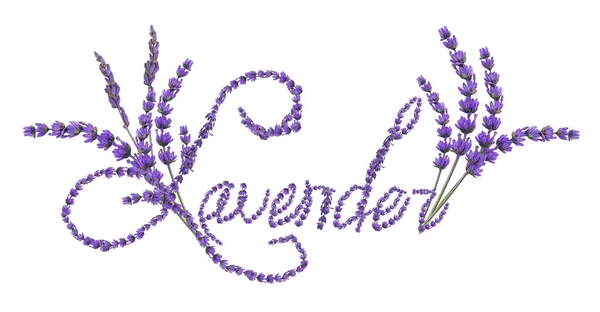 Word Lavender Készült Friss Virágok Fehér Alapon — Stock Fotó