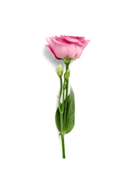 Beautiful Pink Eustoma Flower White Background — Stock Photo, Image