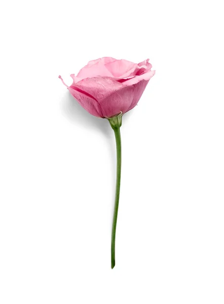 Beautiful Pink Eustoma Flower White Background — Stock Photo, Image