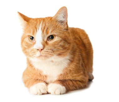 Beyaz arka planda izole şirin kedi