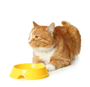 Beyaz arka planda izole edilmiş boş kasenin yanında sevimli bir kedi.