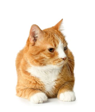 Beyaz arka planda izole şirin kedi