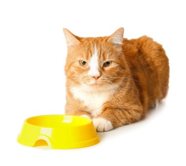 Beyaz arka planda izole edilmiş boş kasenin yanında sevimli bir kedi.