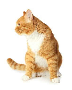 Beyaz arka planda izole şirin kedi