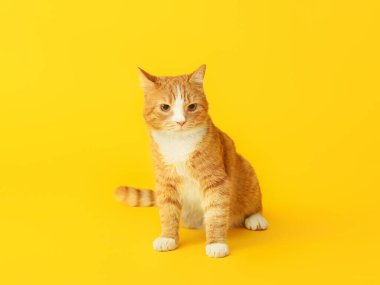 Sarı arka plandaki sevimli kedi.