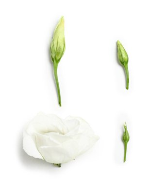 Beyaz arka planda güzel Eustoma çiçekleri tomurcukları