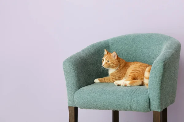 Cute Cat Armchair Grey Wall — Stock Photo, Image
