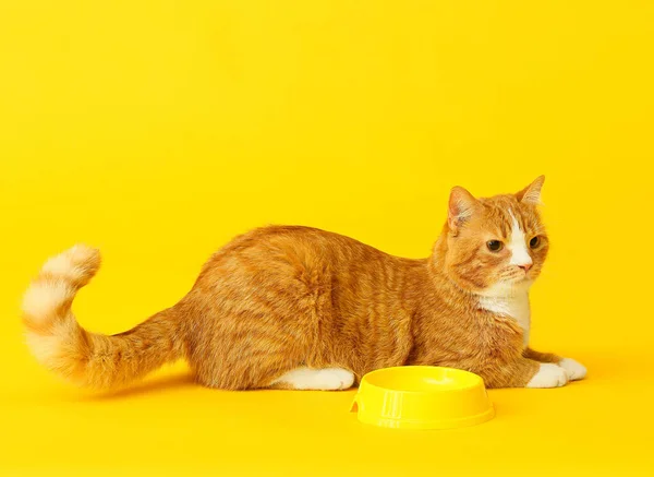 Cute Cat Empty Bowl Yellow Background — Stock Photo, Image