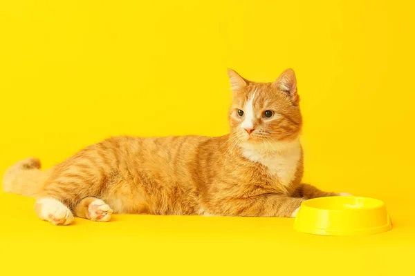 Cute Cat Empty Bowl Yellow Background — Stock Photo, Image