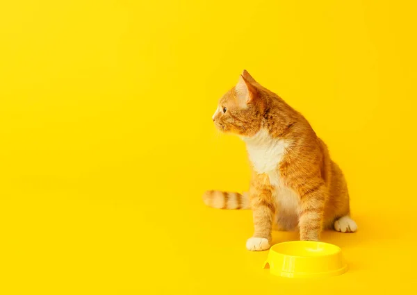 Cute Cat Empty Bowl Yellow Background — Stock Photo, Image