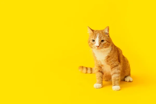 Cute Cat Yellow Background — Stock Photo, Image