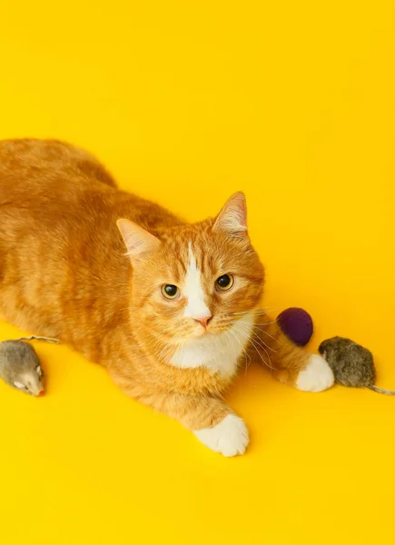 Cute Cat Toys Yellow Background — Stock Photo, Image