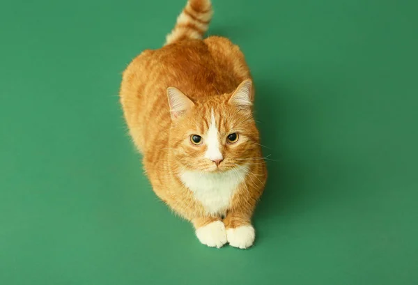 在绿色背景上的可爱猫咪 — 图库照片
