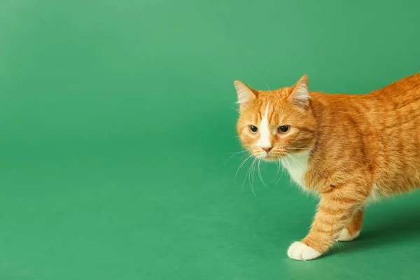 Милий Кіт Зеленому Фоні — стокове фото