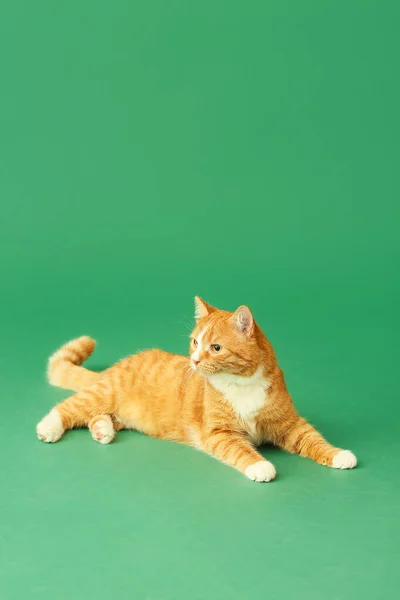 Söt Katt Grön Bakgrund — Stockfoto