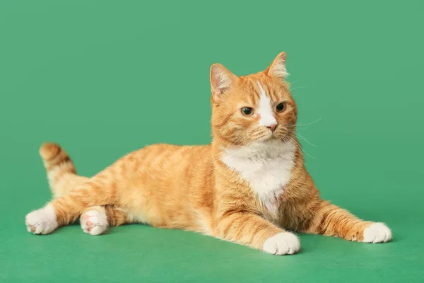 Милий Кіт Зеленому Фоні — стокове фото