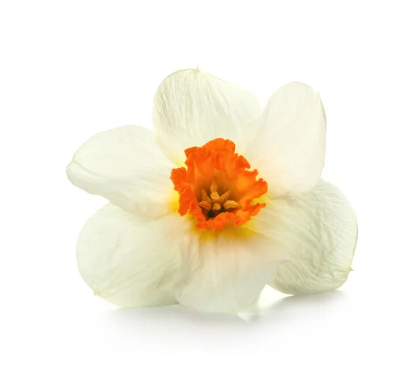 Красива Квітка Нарциса Ізольована Білому — стокове фото