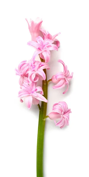 Gyönyörű Rózsaszín Jácint Elszigetelt Fehér — Stock Fotó