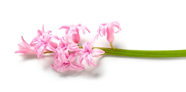 美丽的粉红水仙花 与白色的特写镜头隔离 — 图库照片