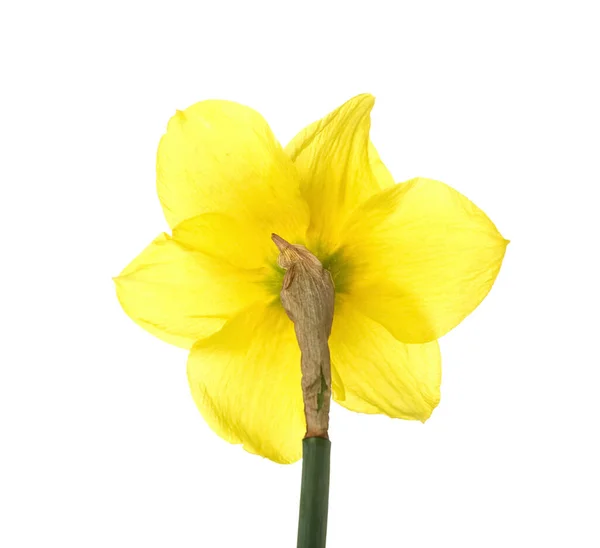 Beautiful Narcissus Flower Isolated White — Stock Photo, Image
