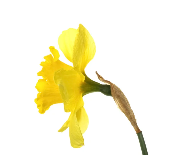 Beautiful Narcissus Flower Isolated White — Stock Photo, Image