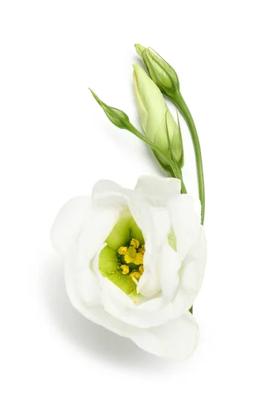 Bimbók Gyönyörű Eustoma Virágok Fehér Háttér — Stock Fotó