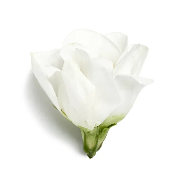 Bela Flor Eustoma Isolado Fundo Branco — Fotografia de Stock