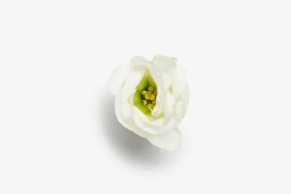 Bela Flor Eustoma Isolado Fundo Branco — Fotografia de Stock