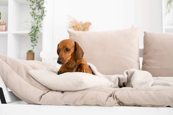 可愛いですDachshund犬で枕とプレイソファの上にリビングルーム — ストック写真
