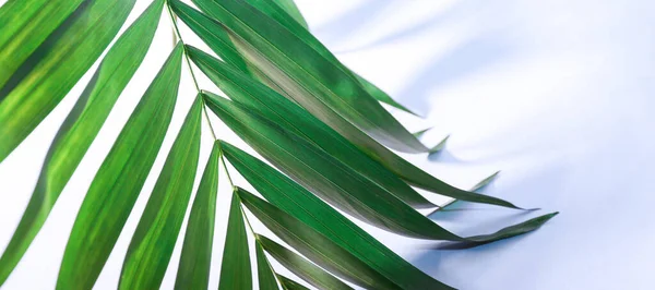 Green Tropical Palm Leaf Light Color Background Closeup — Stock Photo, Image