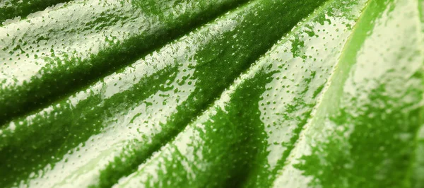 Texture Bright Wet Green Leaf Closeup — Stock Photo, Image