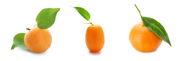 Abricot Frais Kumquat Mandarine Isolés Sur Blanc — Photo
