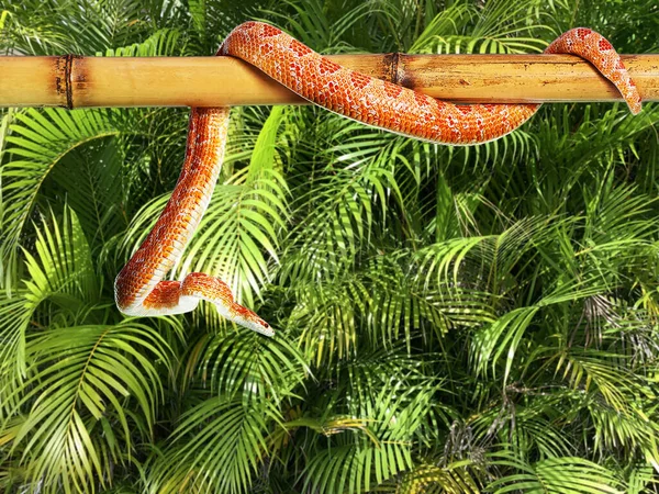 Serpiente Maíz Palo Bambú Contra Hojas Tropicales Verdes —  Fotos de Stock