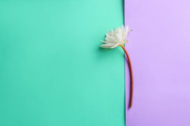 Renkli arkaplanda narin nilüfer çiçeği